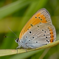ohniváček černočárný - Lycaena dispar