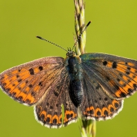 ohniváček černoskvrnný - Lycaena tityrus