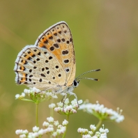 ohniváček černoskvrnný - Lycaena tityrus