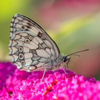 okáč bojínkový - Melanargia galathea