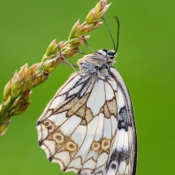 okáč bojínkový - Melanargia galathea
