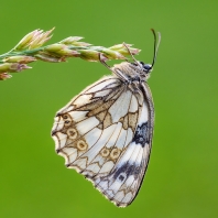 okáč bojínkový - Melanargia galathea