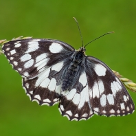 okáč bojínkový - Melanargia galathea