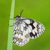 okáč bojínkový - Melanargia galathea
