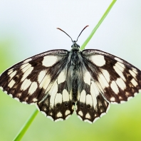 okáč bojínkový - Melanargia galathea