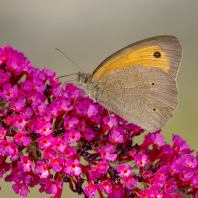 okáč luční - Maniola jurtina