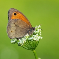 okáč luční - Maniola jurtina