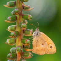 okáč luční - Maniola jurtina