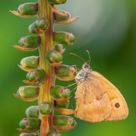okáč luční - Maniola jurtina