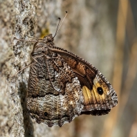 okáč metlicový - Hipparchia semele
