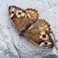 okáč metlicový - Hipparchia semele