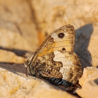 okáč metlicový - Hipparchia semele