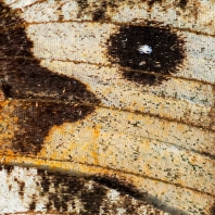 okáč metlicový - Hipparchia semele