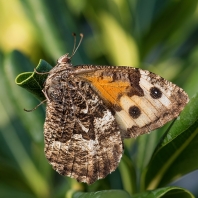 okáč metlicový - Hipparchia semele