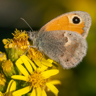 okáč poháňkový - Coenonympha pamphilus