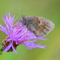 okáč poháňkový - Coenonympha pamphilus