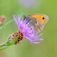 okáč poháňkový - Coenonympha pamphilus