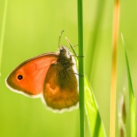okáč poháňkový - Coenonympha pamphilus
