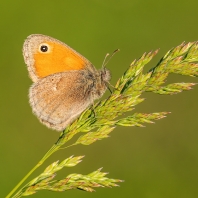 okáč poháňkový - Coenonympha pamphilus