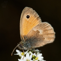 okáč poháňkový - Coenonympha pamphilus