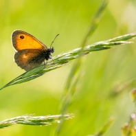 okáč poháňkový - Coenonympha pamphilus