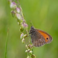 okáč poháňkový - Coenonympha pamphilus