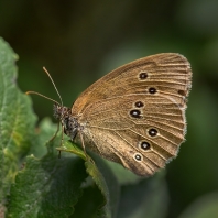 okáč prosíčkový - Aphantopus hyperantus