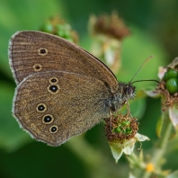okáč prosíčkový - Aphantopus hyperantus