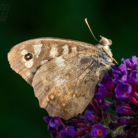 okáč pýrový - Pararge aegeria