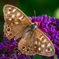 okáč pýrový - Pararge aegeria