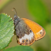 okáč strdivkový - Coenonympha arcania