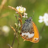 okáč strdivkový - Coenonympha arcania