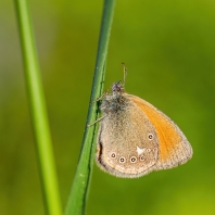 okáč třeslicový - Coenonympha glycerion
