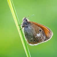 okáč třeslicový - Coenonympha glycerion