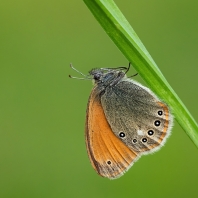okáč třeslicový - Coenonympha glycerion
