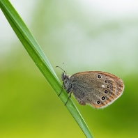 okáč třeslicový - Coenonympha glycerion