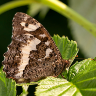 okáč voňavkový - Brintesia circe