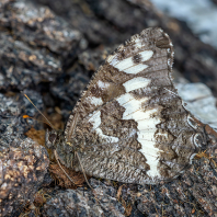 okáč voňavkový - Brintesia circe