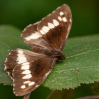 okáč voňavkový - Brintesia circe