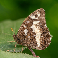 okáč voňavkový - Brintesia circe