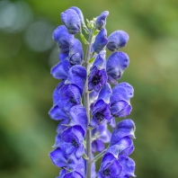 oměj tuhý moravský - Aconitum firmum...