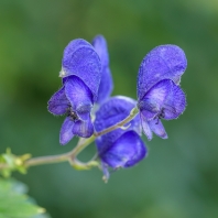 oměj tuhý moravský - Aconitum firmum...