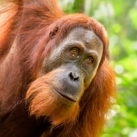 orangutan sumaterský - Pongo abelii