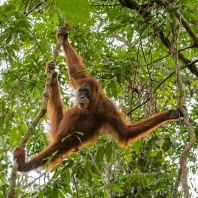 orangutan sumaterský - Pongo abelii