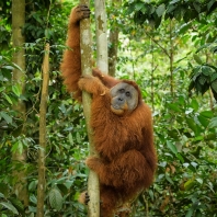 orangutan sumaterský - Pongo abelii