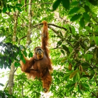 orangutan sumaterský - Pongo abelii