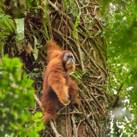 orangutan sumaterský - Pongo abelii