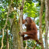 orangutan sumaterský - Pongo abelii