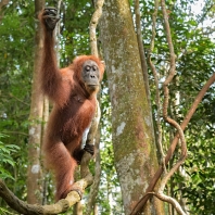 orangutan sumaterský - Pongo abelii