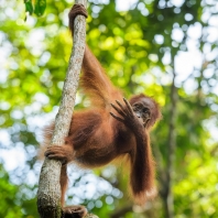 orangutan sumaterský - Pongo abelii